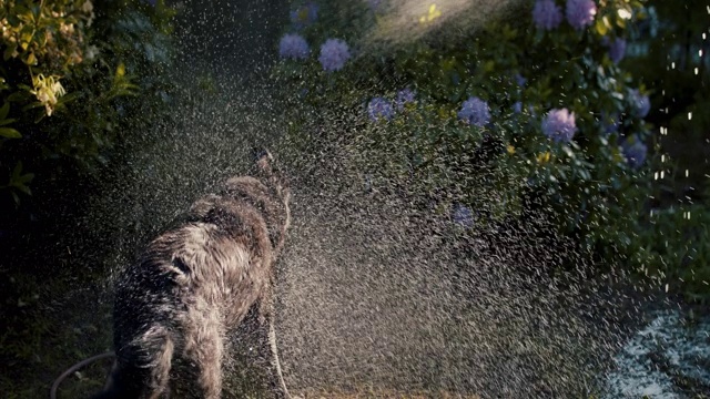 一只黑色的湿狗在花园里抖掉水视频素材