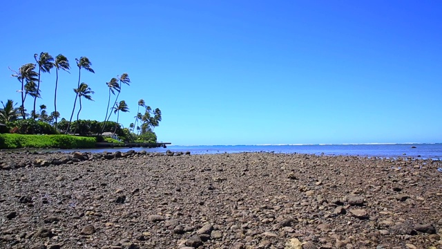 海边的石头和棕榈树视频素材