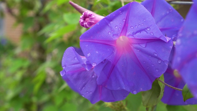 紫荆，牵牛花视频素材