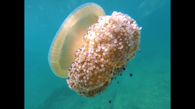 由于气候变化导致的高温海水造成了水母瘟疫，克罗地亚附近水域的彩色肋状水母视频素材