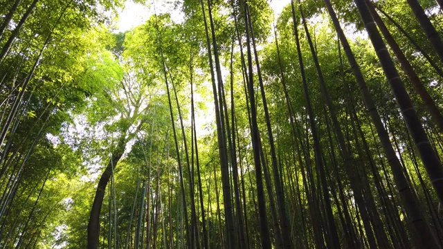 日本京都的岚山竹林视频素材