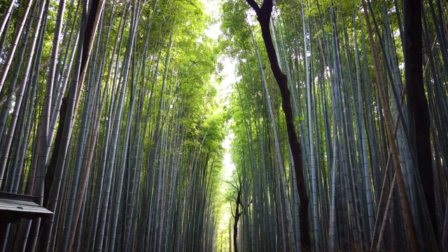 日本京都的岚山竹林视频素材