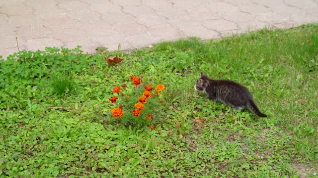 秋天的一天，一只灰色的小猫在户外和它的猫妈妈玩耍。视频素材