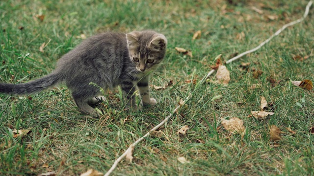 有趣的小猫在地上。小灰猫试图抓住草地上的一根绳子。在草地上奔跑的猫。视频素材