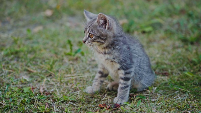 受惊的小猫坐在草地上。灰色的小猫坐在地上看外面的东西。视频素材