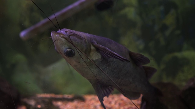 水族箱中有大鲶鱼黑bagrus视频素材