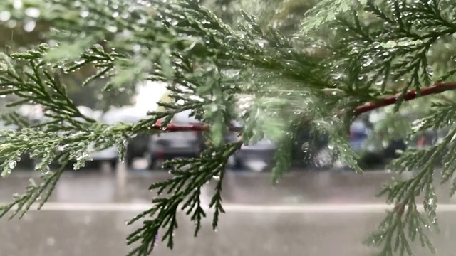 雨天透过咖啡馆的窗户观看城市街道。模糊运动的树木剪影在背景。视频素材