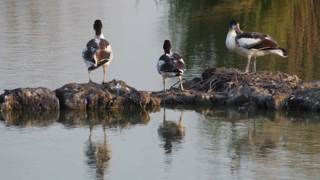 一种常见的鸭嘴兽，塔多纳塔多纳。Camargue, France视频素材