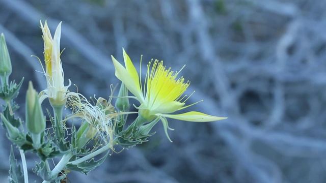 绿芒-圣贝纳迪诺MTNS - 060920 v a视频素材