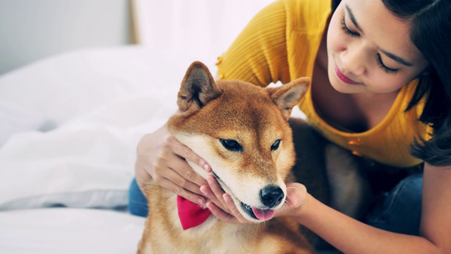 一个年轻女子在家里和她的柴犬玩耍视频素材