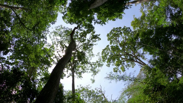 抬头望着阳光照耀的树视频素材