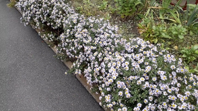 花园里的花丛在风中摇曳视频素材