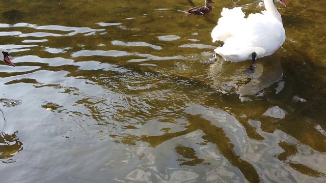 天鹅和鸭子在湖里游泳视频素材