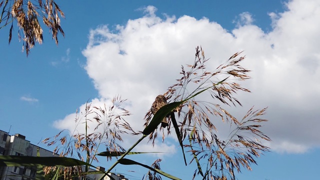 一只麻雀坐在树枝上。鸟坐在植物上视频素材