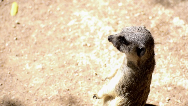 猫鼬(Suricata suricatta)站立着守望。一个保持警惕的suricata视频素材