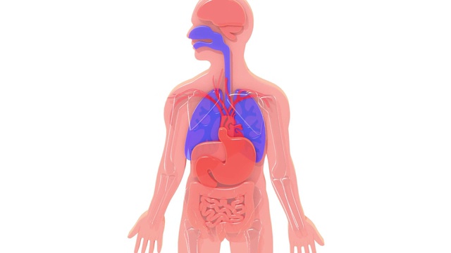 人体解剖轮廓的三维动画。视频素材