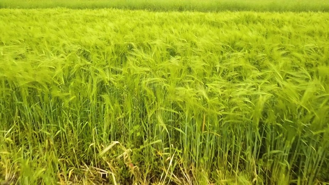 新鲜的绿色小麦在夏天在农田成熟的近镜头。视频素材