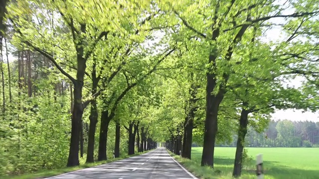 在春天，从车里看到的道路两旁都是郁郁葱葱的落叶树。德国。视频素材