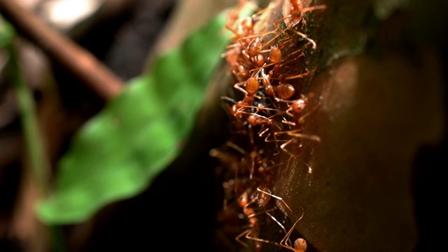 织叶蚁、绿蚁、绿树蚁、黄麻蚁、黄麻蚁正在树干上享受美食视频素材