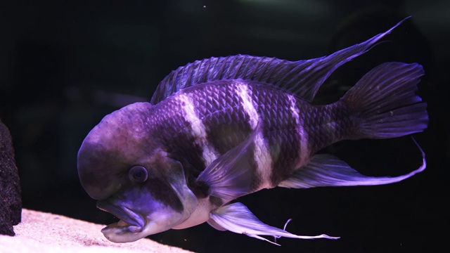 美丽的凤头鱼。大型水族馆视频素材