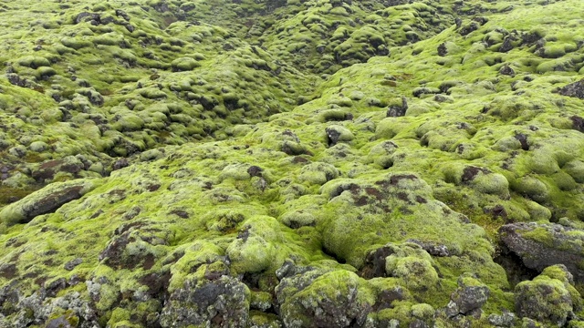 飞过冰岛的Eldhraun熔岩场，鸟瞰图视频素材