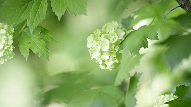 雪球树的白色球形花视频素材