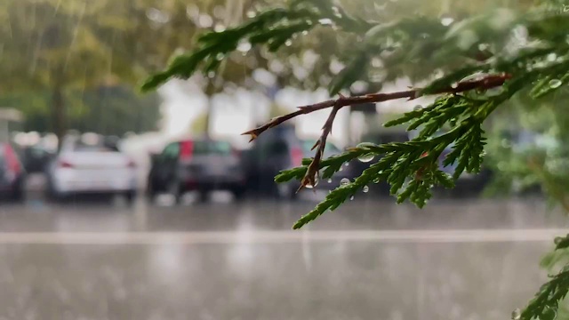 窗外下雨了。雨滴和大风模糊了树。秋天的抽象背景。视频素材