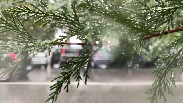 雨天透过咖啡馆的窗户观看城市街道。模糊运动的树木剪影在背景。视频素材