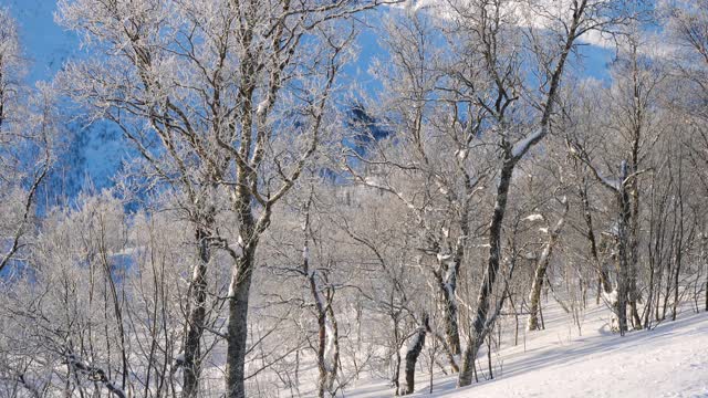 美丽的雪景和霜冻的森林树木和灿烂的阳光视频素材