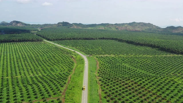 鸟瞰图的可持续棕榈油种植园和再植活动。视频下载