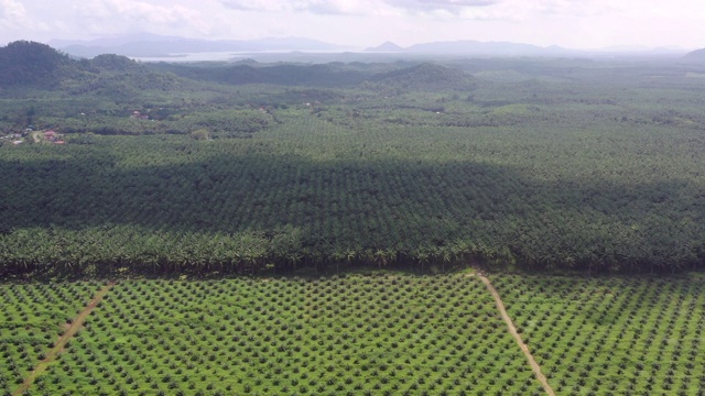 鸟瞰图的可持续棕榈油种植园和再植活动。视频下载