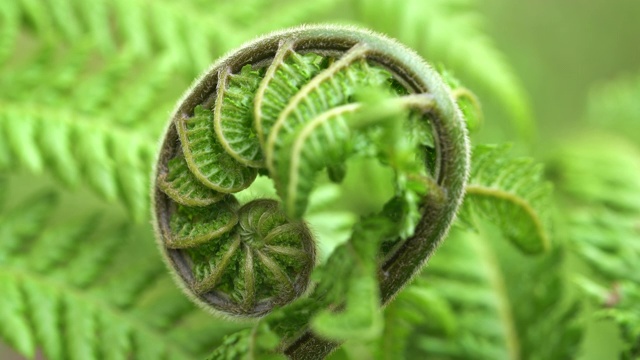 森林里的蕨类植物。自然界中的螺旋状植物，绿蕨视频素材