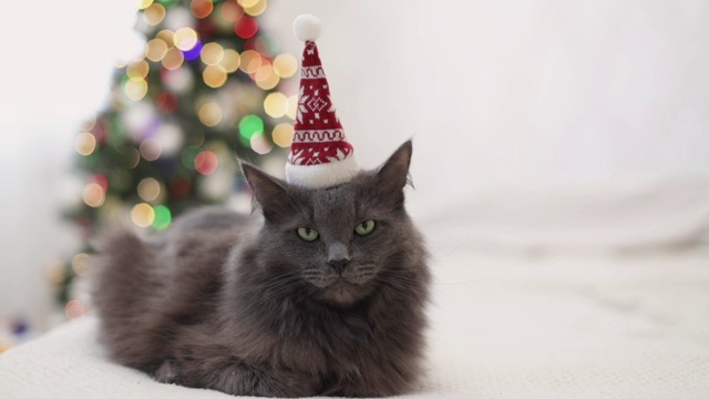 圣诞快乐!一只灰色的有趣的猫躺在圣诞老人的帽子里，背景是一棵装饰过的圣诞树视频素材