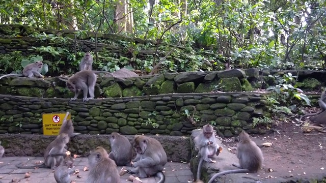 猕猴吃东西，猕猴对食物发誓。在巴厘岛猕猴。小猴子视频素材