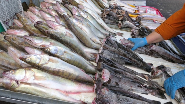 海鲜市场的鲜鱼，传统市场的鱼。海鲜街市场展柜内的新鲜海鱼。视频素材