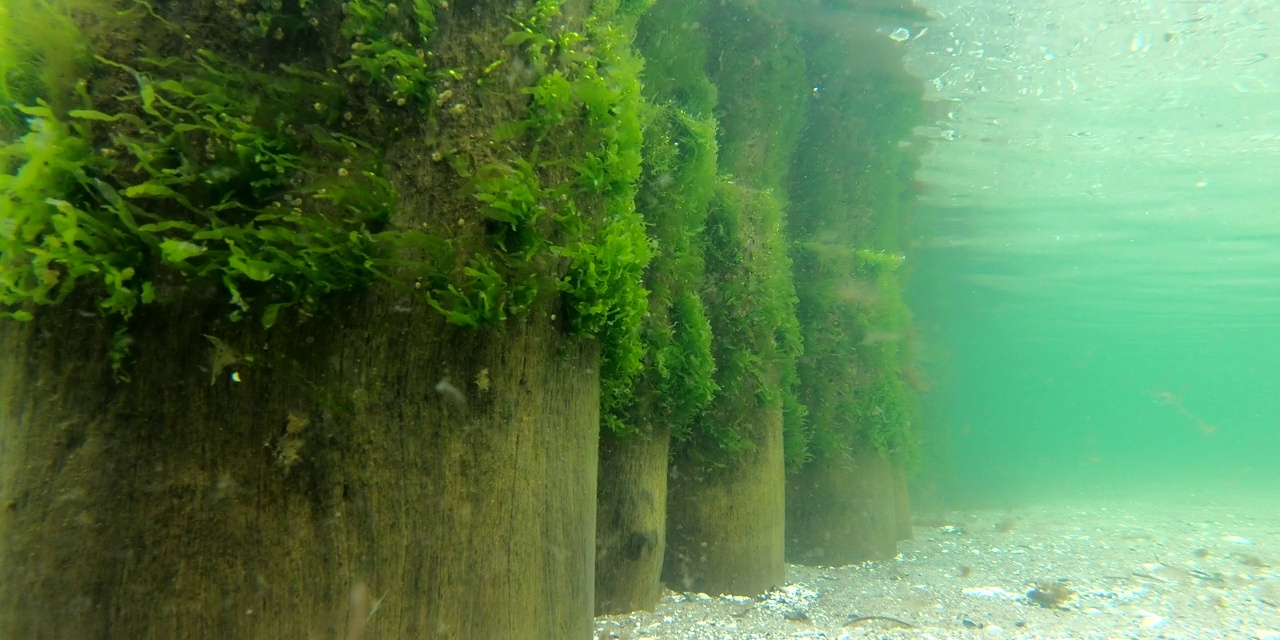 海床上的木制防波堤，有藻类和贻贝，海岸保护视频素材