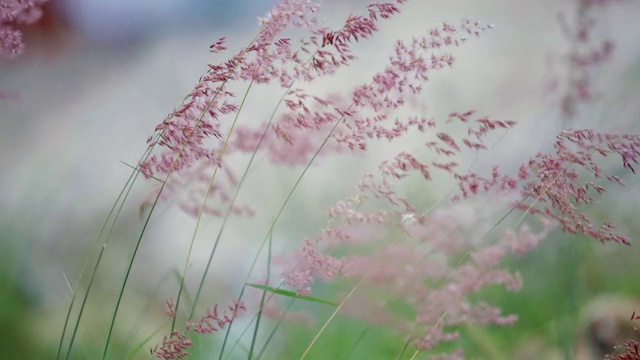 芦苇在风中飘扬视频素材