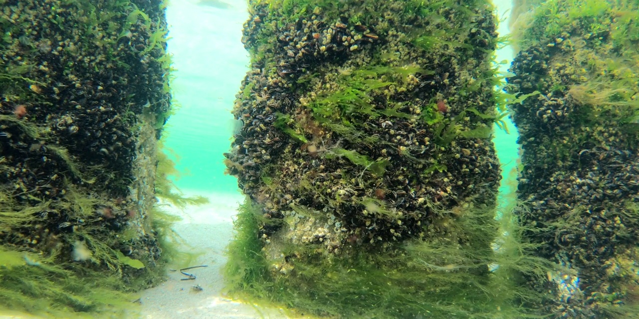 海床上的木制防波堤，有藻类和贻贝，海岸保护视频素材