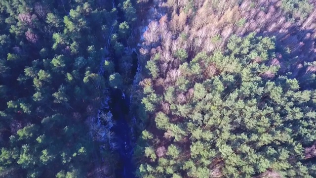 河流在森林-鸟瞰图视频素材