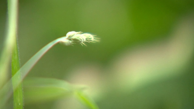 绿色的树叶视频素材