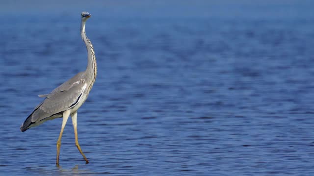 鸟-灰鹭(Ardea cinerea)走过浅水在一个阳光明媚的秋天的一天。视频素材