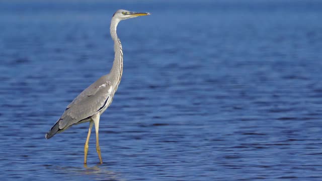 鸟-灰鹭(Ardea cinerea)走过浅水在一个阳光明媚的秋天的一天。视频素材