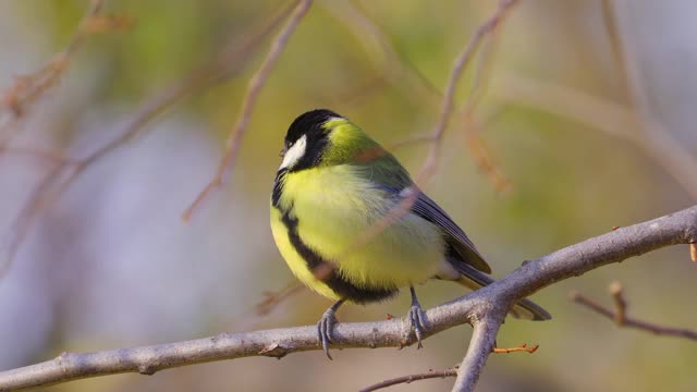 鸟-大山雀(Parus major)坐在树枝上在一个阳光明媚的秋天。视频素材