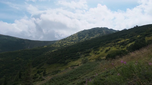 景观的绿色山丘在山谷的山脉与针叶林视频素材