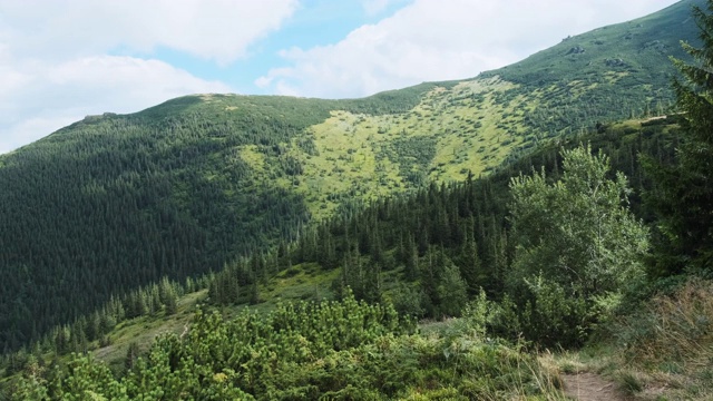 景观的绿色山丘在山谷的山脉与针叶林视频素材