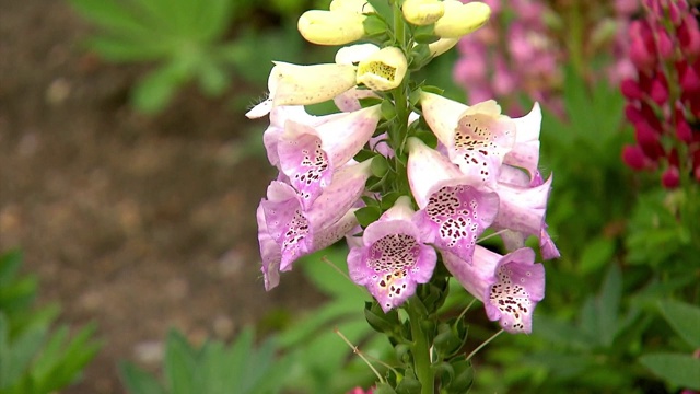 花在花园视频素材