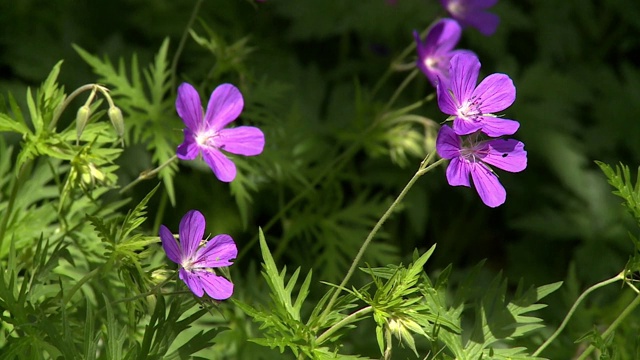 陇牛儿苗科花视频素材