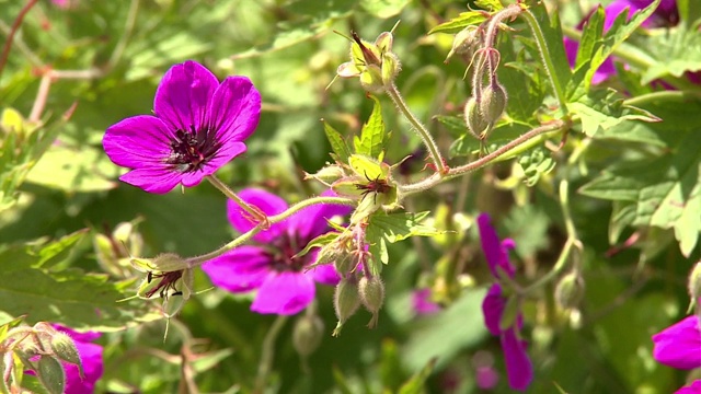 陇牛儿苗科花视频素材