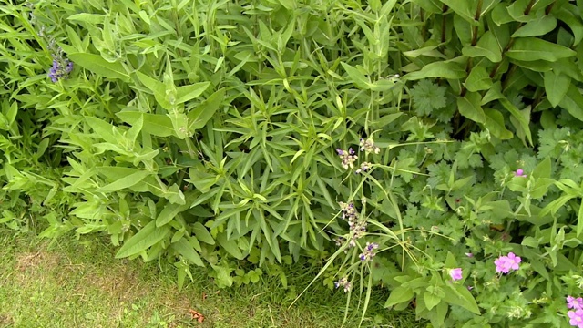 植物在花园视频素材