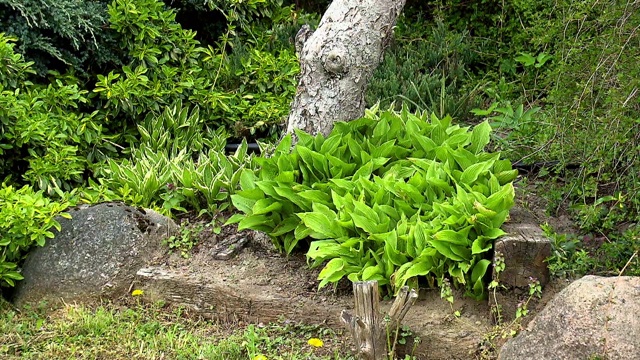 多年生植物在花园视频素材